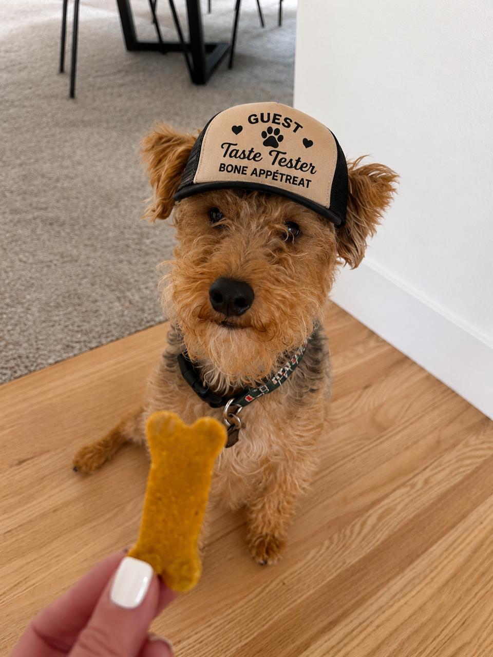 A guest taste tester in his official Bone Appétreat hat, eyeing a pumpkin bone biscuit